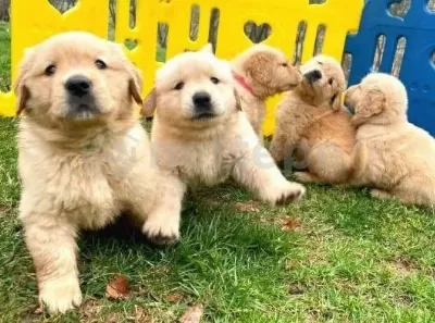Ruhsatlı Resmi İşletmeden Taksit Avantajıyla Golden