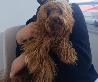 Ömürlük Yuvasını Arayan Sevgi Dolu Bir Dost Köpeğimiz
