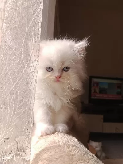 İran Kedisi Sahibimi Arıyorum