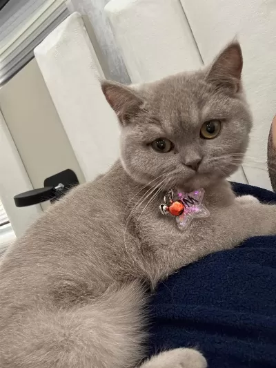 British Shorthair 6 Aylık