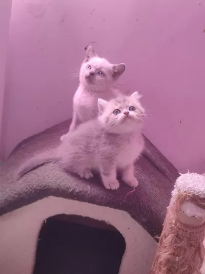 4 Erkek 1 Dişi A Kalite Kedilerimiz Yuva Ariyor