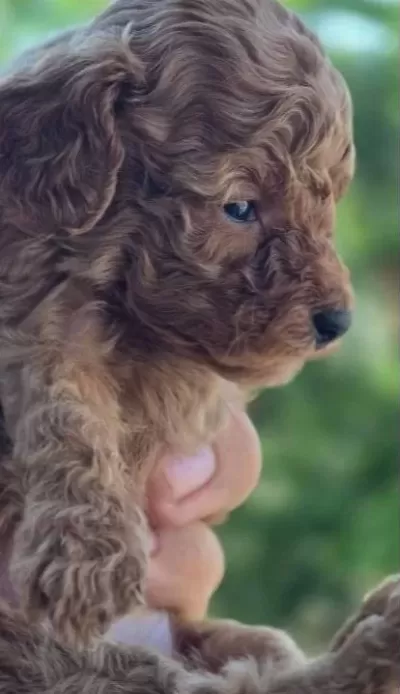 Teacup Poodle Erkek Edirne Aileden Kore Poodle Verilecektir