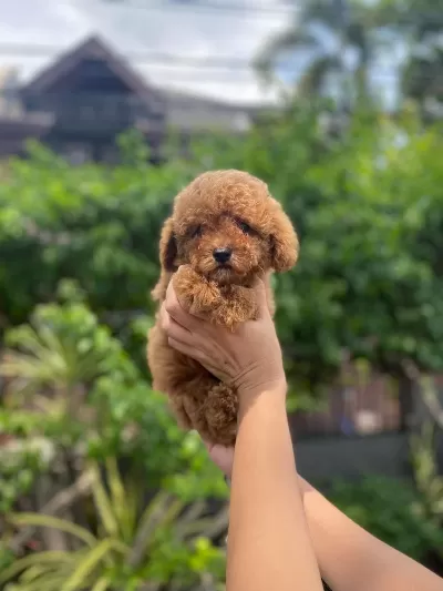 Toy Poodle İrk Garantili Yavrular