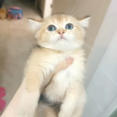British Golden Erkek