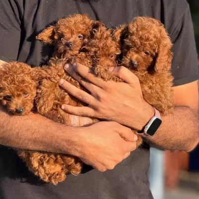 Teacup Korea Poodle Saglik Ve Kg Garantili Wc Egitimli