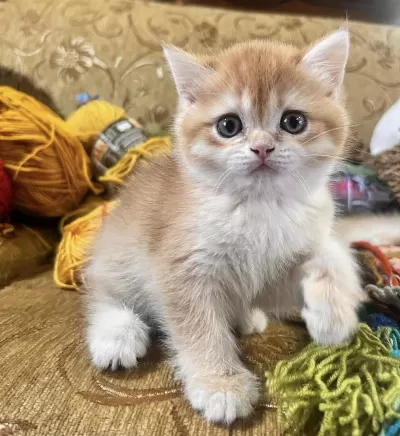 San Kan Golden British Shorthair Şecereli Yavrular
