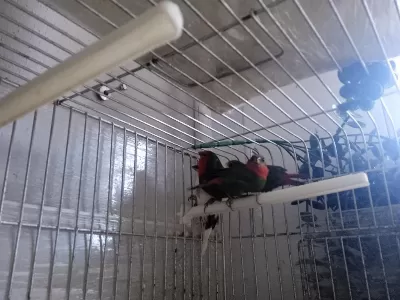 Lutino Taşıyıcı Parrotlar