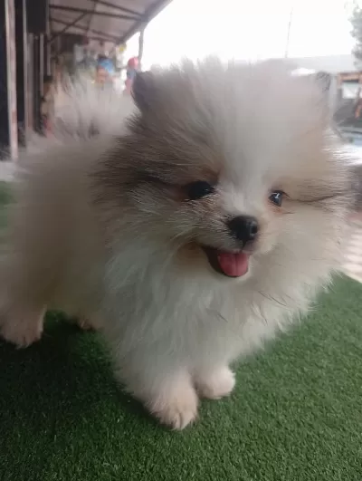 Dişi Erkek Tuvalet Eğitimli Pomeranian Boo Yavrular