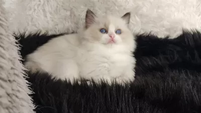 Safkan Ragdoll Yavrular