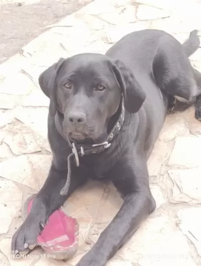 Tüm Aşıları Tam Köpeğimiz Çipi Kimliği Pasaportu Var