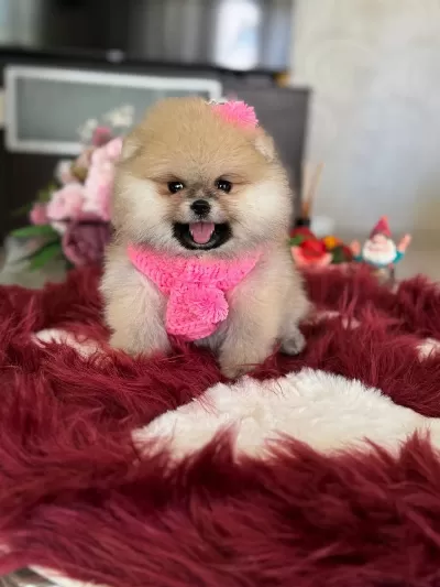 Bal Gibi Dişi Pomeranian Boo