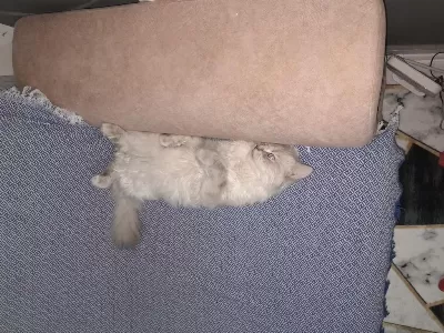 Çok Sevimli Ve Akıllı Chinchilla Kedisi