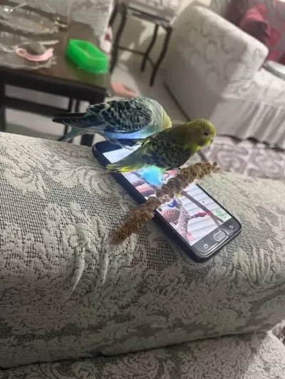 Çift Muhabbet Kuşumuz
