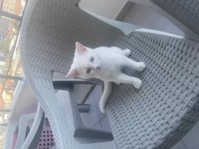 4.5 Aylık British Shorthair