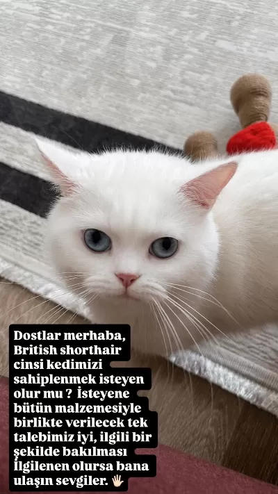 Kedim Kaju Yeni Sahibini Arıyor