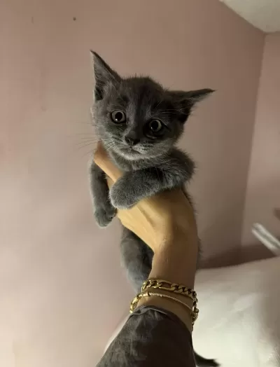 Gri British Shorthair Bebekler