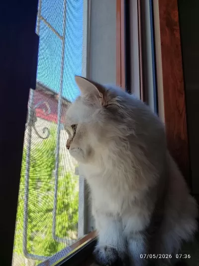 Sağlıklı İran Kedisi