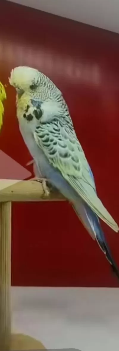 Teksas Dişi Muhabbet Kuşu