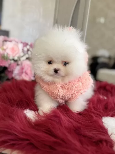Teacup Ayıcık Pomeranian
