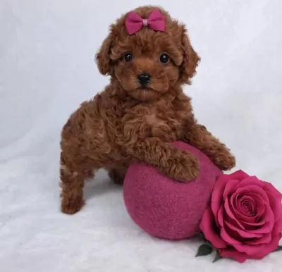 Toypoodle Yavrularımız
