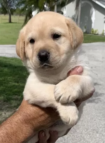 Golden Retriever Köpeği