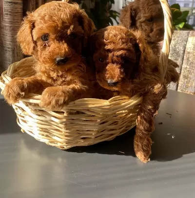 Kilo Garantili Poodle Yavrular