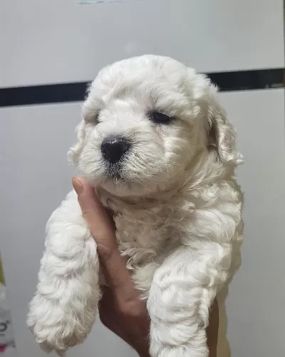 0 Numara Maltese Terrier Bebekler