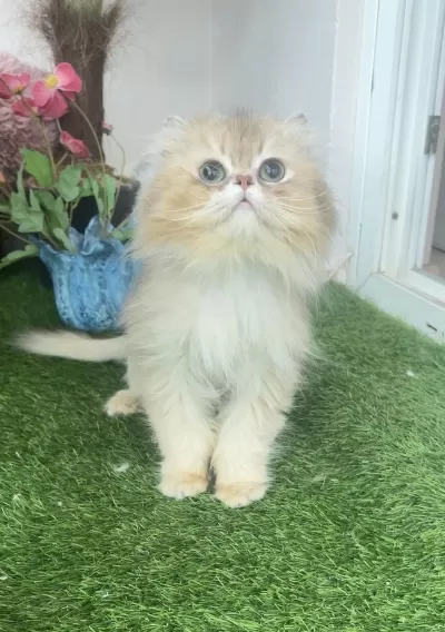 British Longhair Erkek Kedimize Ömürlük Yuva Arıyoruz
