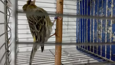 Hazır Alman Tepeli Dişi Kanarya