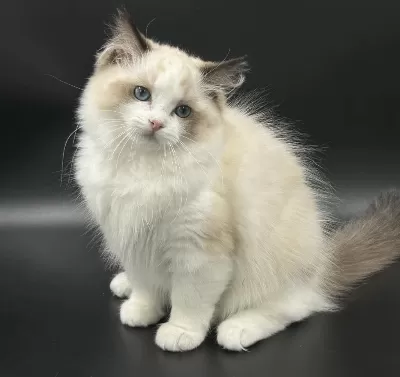 Safkan Ragdoll Yavruları Soyu Şampiyonlara Dayanıyor