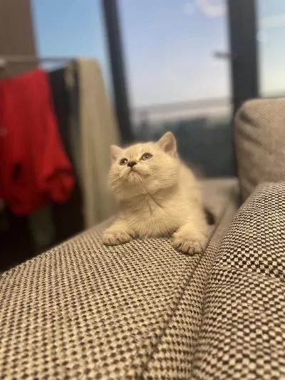Orijinal British Shorthair