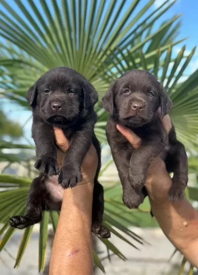 Labrador Redriever Sevimli Yavrular