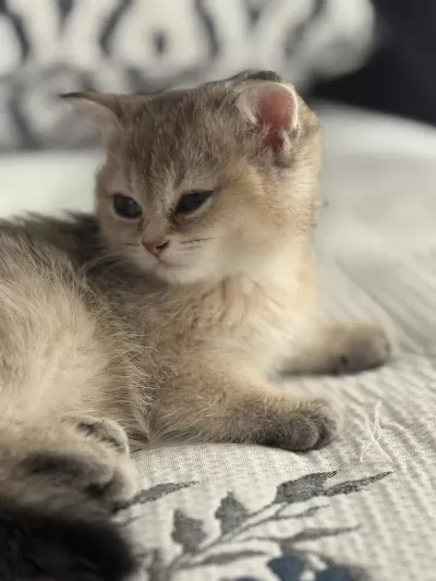 Golden Renkte British Shorthair 2 Aylık Bebekler