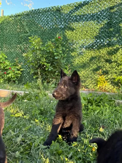 Solid Black Ve Bicolor Alman Kurdu Yavruları