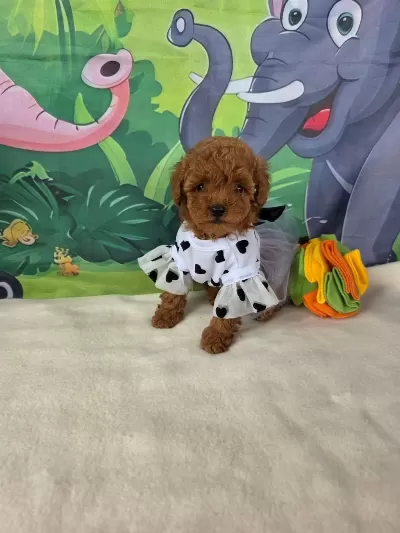 Toy Poodle Yavrularımız