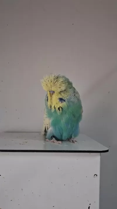 Erkek Show Jumbo Muhabbet Kuşları