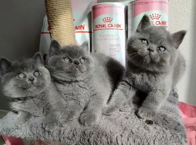 Panda Surat Orjinal Safkan British Shorthair Yavrularımız