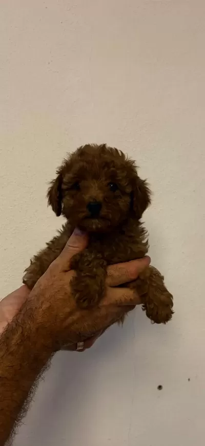 Toy Poodle Minik Şekerler