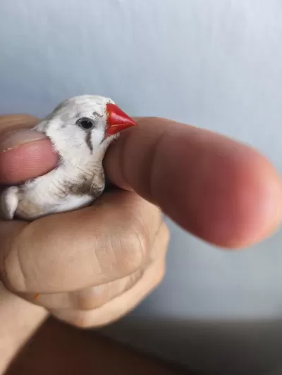 Erkek Dişi Yada Eş Bülbüller