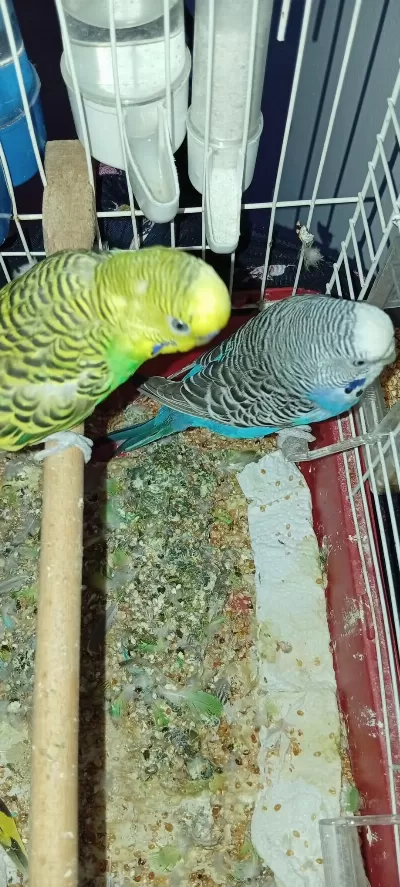 Şahane Uygun Fiyatlı Damızlık Çift Muhabbet Kuşları