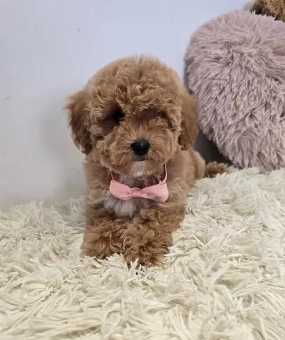 Maltipoo Yavrularımız