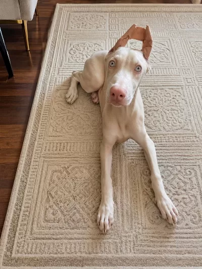Albino Doberman Estetikli Aşilari Yapili