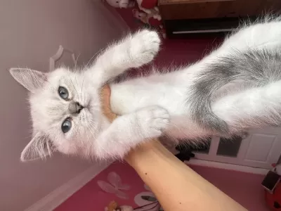 British Silver Shorthair