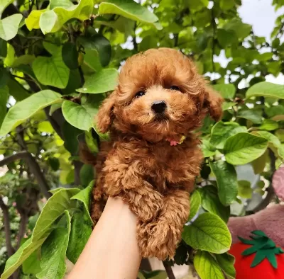 Toypoodle Yavrularımız