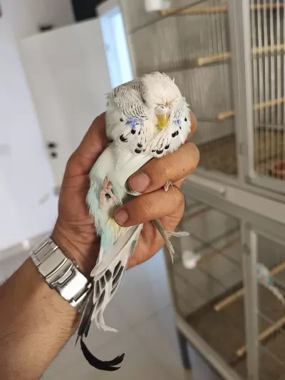 Show Jumbo Muhabbet Kuşları