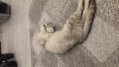 Ücretsiz Sahiplendirilecek Kedimiz