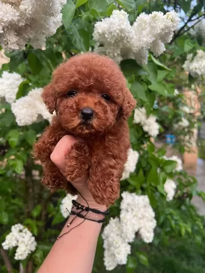 Toy Poodle Köpeklerimiz