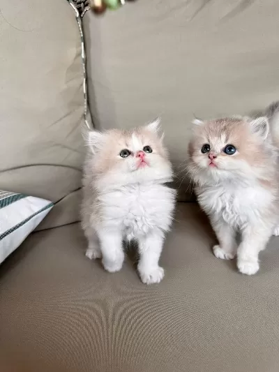 Golden Bicolor British Longhair Bebekler