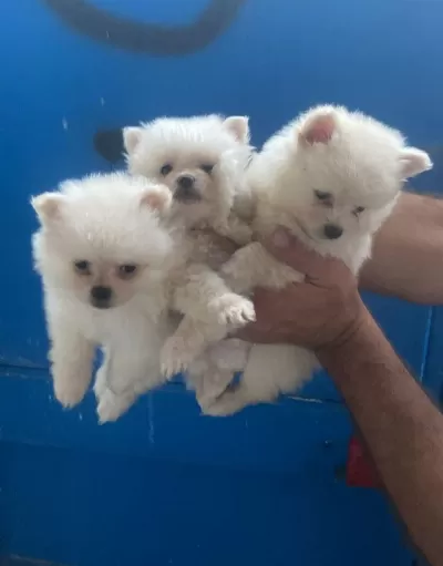 Pomeranian Spitz Yavrular İrk Sağlık Garantili