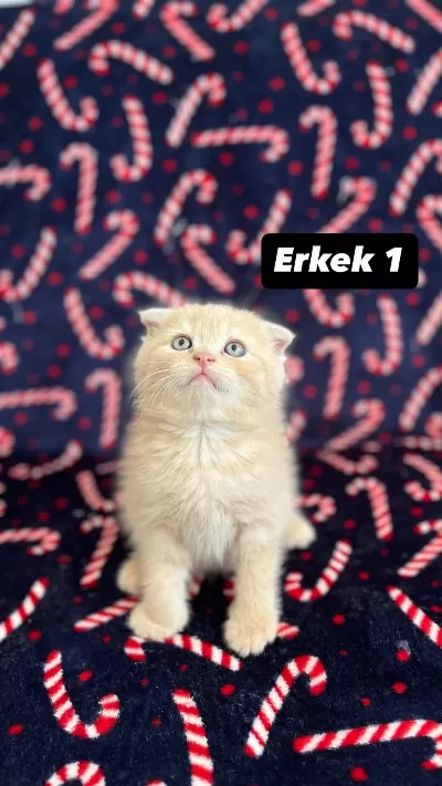 8 Tane Biblo Scottish Fold Yavrularımız